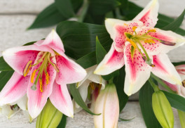 Aké cibuľoviny by vám v záhrade nemali chýbať? III.