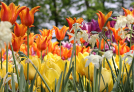 Pozor na škodcov a choroby cibuľovín