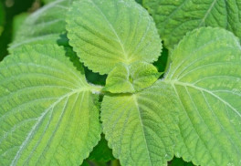 Perilla uľaví od alergie