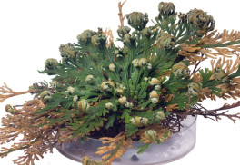 Ruža z Jericha patrí v niektorých krajinách k vianočnému obdobiu