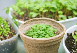 V zime vám organizmus poďakuje za každú čerstvú zeleninu a vitamíny