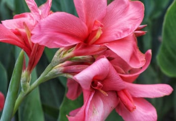 Ako prezimovať kany, aby v ďalšom roku opäť vykvitli