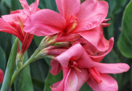 Ako prezimovať kany, aby v ďalšom roku opäť vykvitli