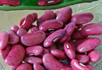 Fazuľu vysievame do teplej pôdy, na rozdiel od hrášku alebo záhradného bôbu, ktoré sú otužilé