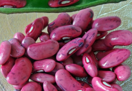 Fazuľu vysievame do teplej pôdy, na rozdiel od hrášku alebo záhradného bôbu, ktoré sú otužilé