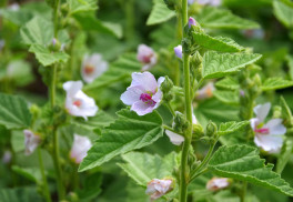 Bylinky od A do Z: Ibiš lekársky 