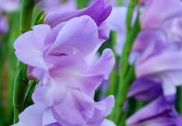 Viete, ako správne pestovať mečíky?