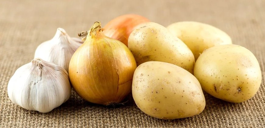 Sadbová zelenina 2026